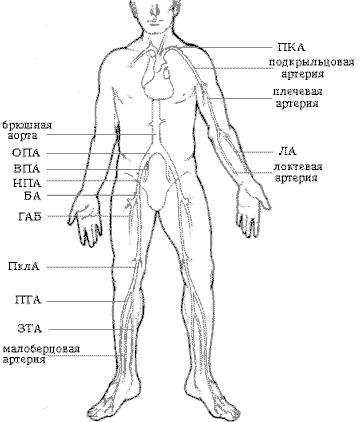 Варикозное расширение вен малого таза симптомы и лечение